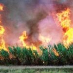 سه واحد نیشکر در خوزستان به دلیل سوزاندن مزارع به دادگاه معرفی شدند