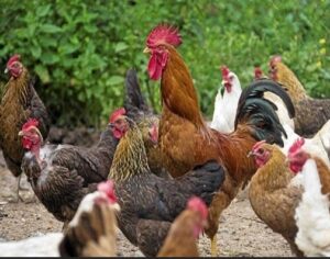باخرید مرغ زنده سلامتی خود را حراج نکنیم