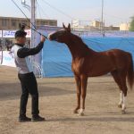 برگزاری سی امین جشنواره زیبایی اسب اصیل عرب در شوشتر به روایت تصویر