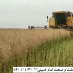 آغاز برداشت کلزا‌ از سطح ۲۲۰ هکتاراز مزارع کشت وصنعت امام خمینی (ره ) شهرستان شوشتر