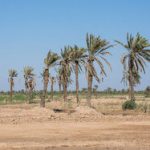 رهاسازی آب از سد گتوند برای رفع تشنگی نخلستان‌های اروندکنار