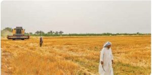 تولید گندم در خوزستان رکورد شکست