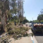 شهرداری شوشتر در قبال قطع درختان در منطقه شهری دروازه پاسخگو باشد