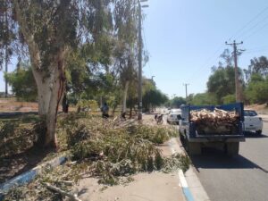 شهرداری شوشتر در قبال قطع درختان در منطقه شهری دروازه پاسخگو باشد