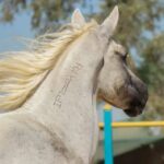 حکایت واگذاری بیش از ۸۰ هکتار زمین به پیست اسب سواری در شهرستان شوشتر