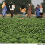 رییس انجمن صنفی کشاورزان استان:هزاران کشاورز خوزستانی در معرض ورشکستگی/ نبود بازار و محصولاتی که خوراک دام می‌شوند
